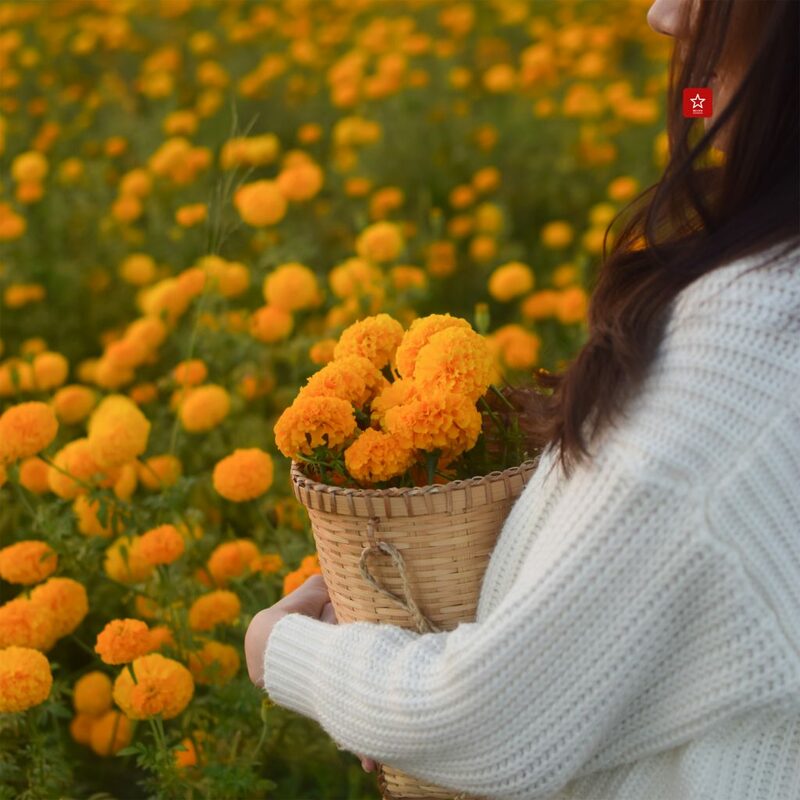 marigoldbeblessfarm, reviewchiangmai, คาเฟ่เชียงใหม่, ดอกดาวเรืองเชียงใหม่, ที่เที่ยวเชียงใหม่, บอลลูนเชียงใหม่, รีวิวเชียงใหม่, สวนดอกไม้เชียงใหม่, หางดง, ดอกดาวเรืองเชียงใหม่ ฟาร์มสุดสวย ไม่ต้องไปที่ไหนไกลแล้ว