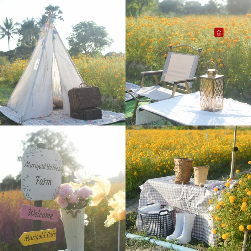 marigoldbeblessfarm, reviewchiangmai, คาเฟ่เชียงใหม่, ดอกดาวเรืองเชียงใหม่, ที่เที่ยวเชียงใหม่, บอลลูนเชียงใหม่, รีวิวเชียงใหม่, สวนดอกไม้เชียงใหม่, หางดง, ดอกดาวเรืองเชียงใหม่ ฟาร์มสุดสวย ไม่ต้องไปที่ไหนไกลแล้ว