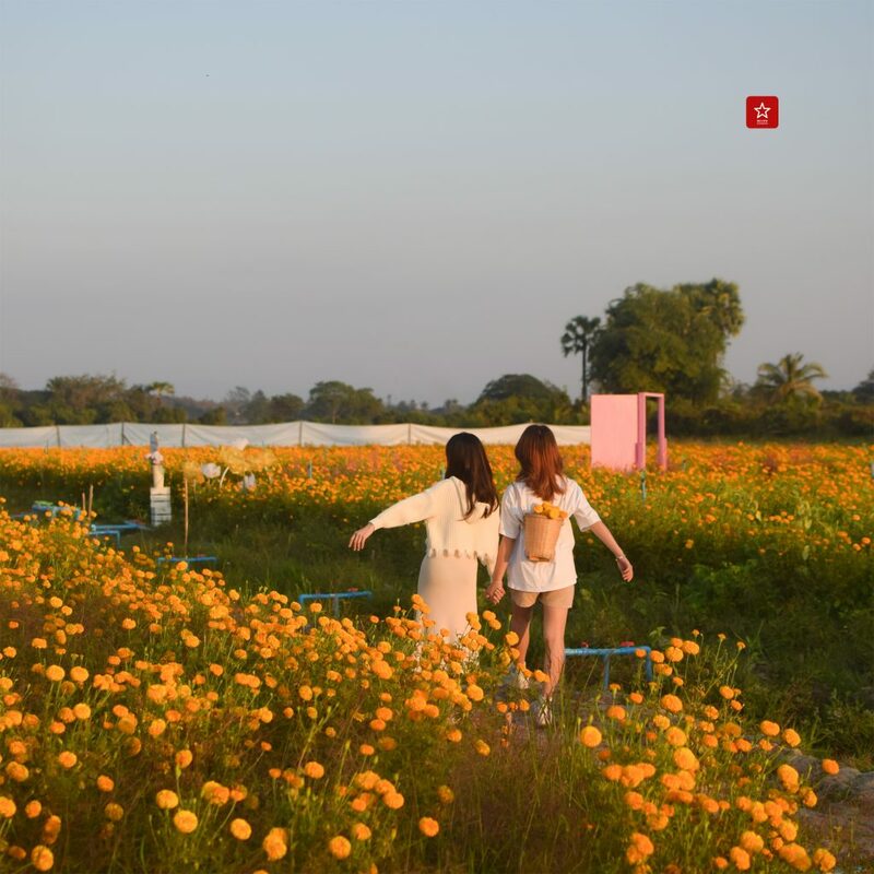 marigoldbeblessfarm, reviewchiangmai, คาเฟ่เชียงใหม่, ดอกดาวเรืองเชียงใหม่, ที่เที่ยวเชียงใหม่, บอลลูนเชียงใหม่, รีวิวเชียงใหม่, สวนดอกไม้เชียงใหม่, หางดง, ดอกดาวเรืองเชียงใหม่ ฟาร์มสุดสวย ไม่ต้องไปที่ไหนไกลแล้ว