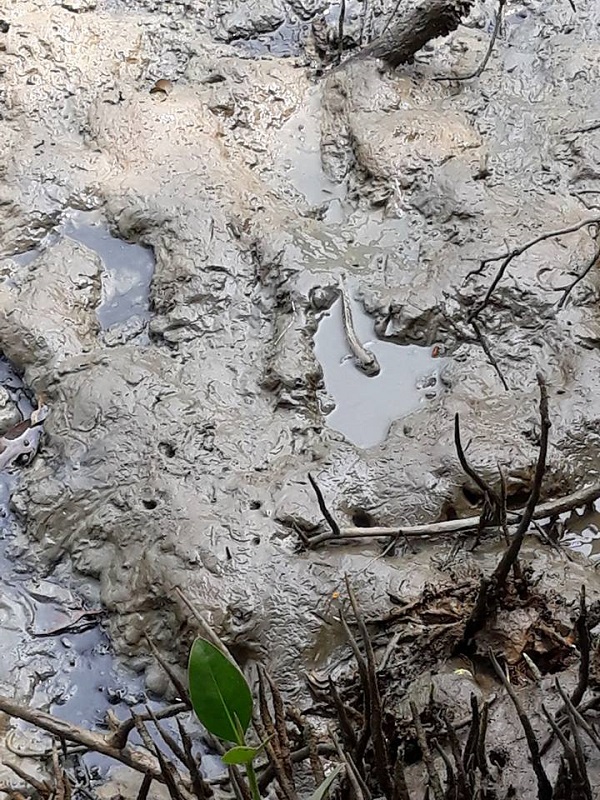 โฮมสเตย์บางขุนเทียน ที่เที่ยวใกล้กรุงเทพ อาหารอร่อย ใกล้ชิดธรรมชาติ