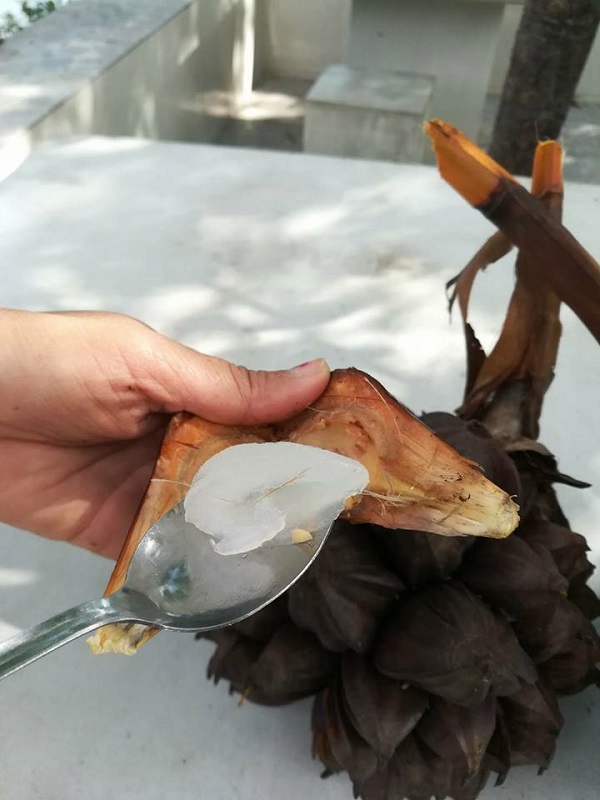 โฮมสเตย์บางขุนเทียน ที่เที่ยวใกล้กรุงเทพ อาหารอร่อย ใกล้ชิดธรรมชาติ