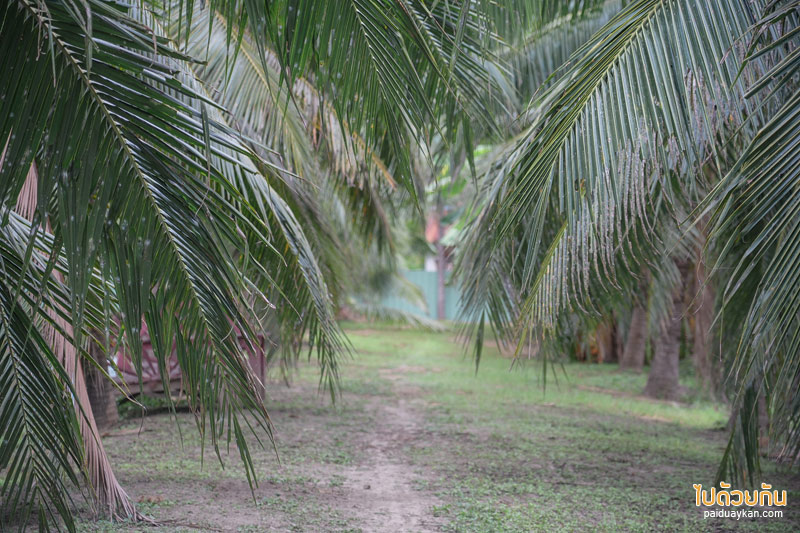 คาเฟ่เพชรบุรี, coco&coff บ้านแหลม, คาเฟ่บ้านแหลม, คาเฟ่บางตะบูน, coco&coff คาเฟ่ร่มรื่น กลางสวนมะพร้าว