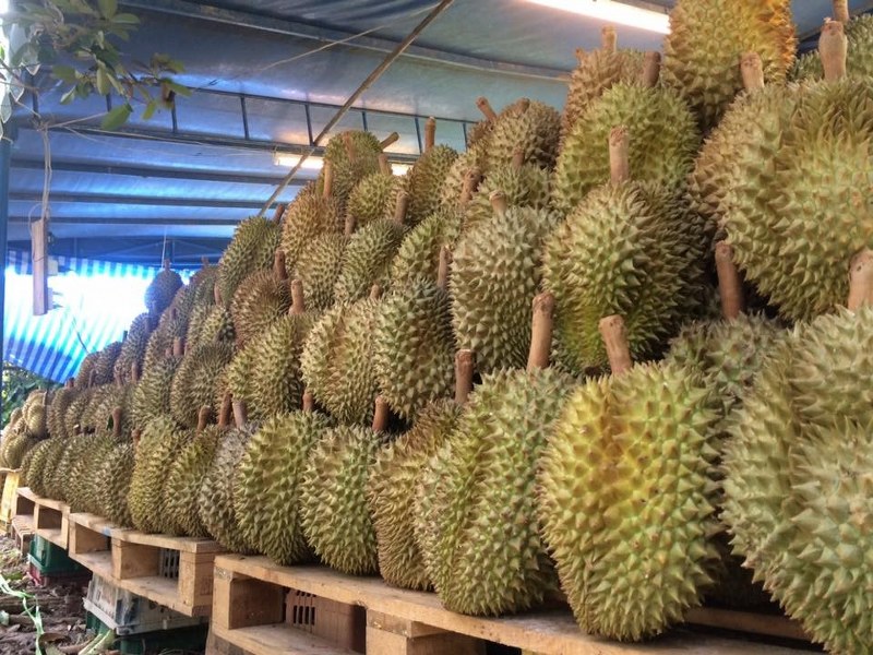 top 5+ บุฟเฟต์ทุเรียนได้ไม่อั้น หลากหลายพันธุ์ คอทุเรียน-ผลไม้ห้ามพลาด
