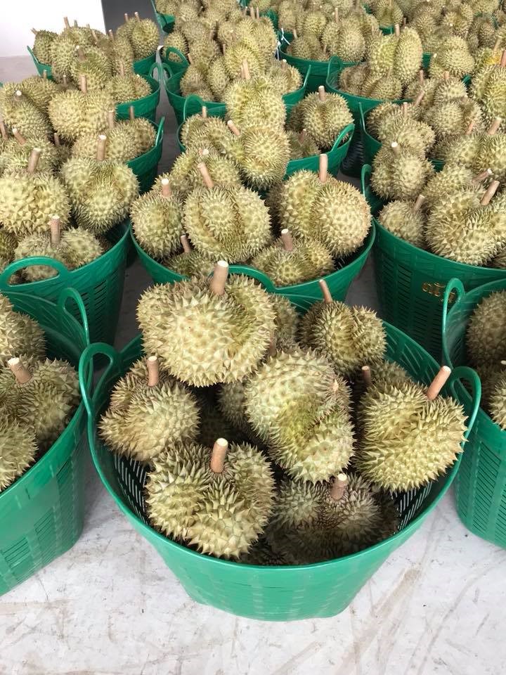 top 5+ บุฟเฟต์ทุเรียนได้ไม่อั้น หลากหลายพันธุ์ คอทุเรียน-ผลไม้ห้ามพลาด