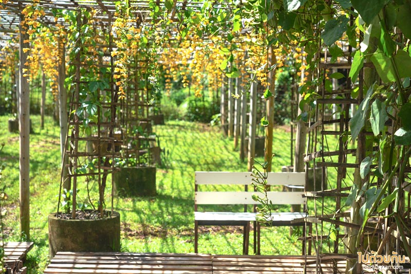 สำเภาไทย พัทลุง ชมวิวทุ่งนาสวย ถ่ายรูปหุ่นคิงคองยักษ์