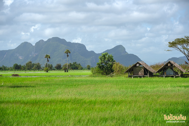 สำเภาไทย พัทลุง ชมวิวทุ่งนาสวย ถ่ายรูปหุ่นคิงคองยักษ์