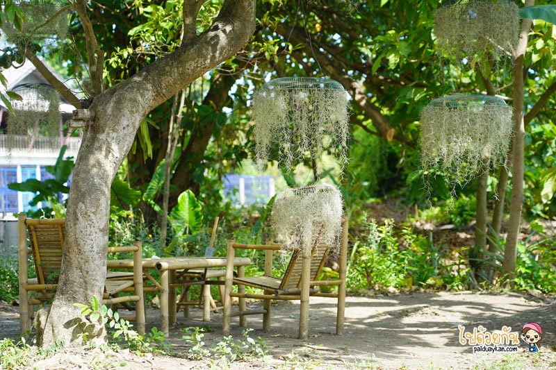 natura garden cafe, ภูมิใจการ์เด้น, คาเฟ่พระราม2, natura garden cafe คาเฟ่ฟีลสวน โดดเด่นด้วยต้นเคราฤาษี