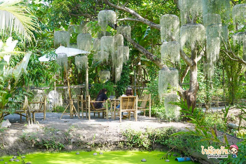 natura garden cafe, ภูมิใจการ์เด้น, คาเฟ่พระราม2, natura garden cafe คาเฟ่ฟีลสวน โดดเด่นด้วยต้นเคราฤาษี