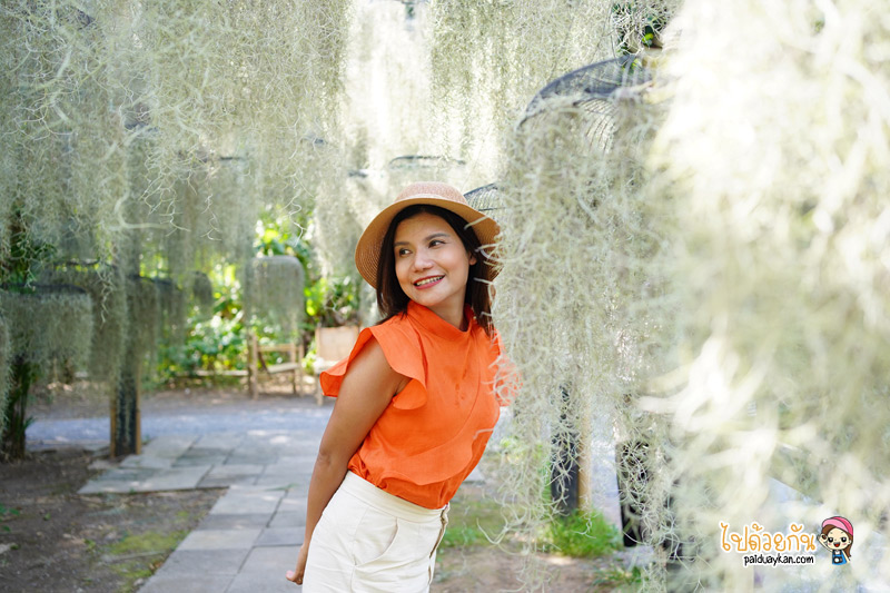 natura garden cafe, ภูมิใจการ์เด้น, คาเฟ่พระราม2, natura garden cafe คาเฟ่ฟีลสวน โดดเด่นด้วยต้นเคราฤาษี