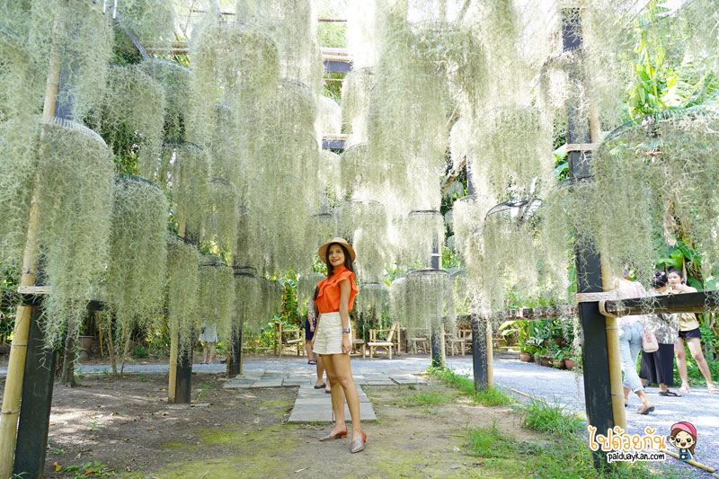 natura garden cafe, ภูมิใจการ์เด้น, คาเฟ่พระราม2, natura garden cafe คาเฟ่ฟีลสวน โดดเด่นด้วยต้นเคราฤาษี