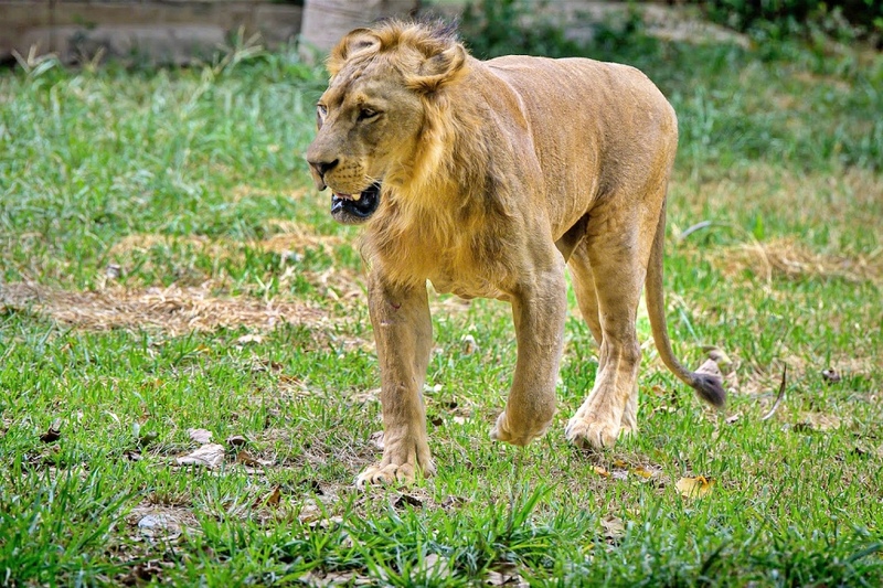 ซาฟารี ปาร์ค, ต้นจามจุรียักษ์, ทางรถไฟสายมรณะ, ที่พัก, ที่เที่ยว, ที่เที่ยวกาญจนบุรี, ที่เที่ยวกาญจนบุรี 2024, ที่เที่ยวกาญจนบุรี 2567, ที่เที่ยวกาญจนบุรี ธรรมชาติ, น้ำตกห้วยแม่ขมิ้น, น้ําตกเอราวัณ, วัดถ้ำเสือ กาญจนบุรี, สวนสัตว์เปิด ซาฟารี ปาร์ค แอนด์ แคมป์, สะพานข้ามแม่น้ำแคว, สะพานมอญ สังขละบุรี, เขาช้างเผือก, เขื่อนศรีนครินทร์, เที่ยวกาญจนบุรี, เที่ยวกาญจนบุรี 2024, เที่ยวกาญจนบุรี 2567, เที่ยวเมืองกาญ, top 30+ ที่เที่ยวกาญจนบุรี [กรกฎาคม 2024] สัมผัสธรรมชาติ ใกล้กรุงเทพฯ