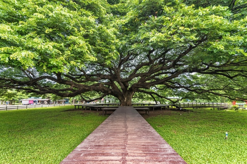 ซาฟารี ปาร์ค, ต้นจามจุรียักษ์, ทางรถไฟสายมรณะ, ที่พัก, ที่เที่ยว, ที่เที่ยวกาญจนบุรี, ที่เที่ยวกาญจนบุรี 2024, ที่เที่ยวกาญจนบุรี 2567, ที่เที่ยวกาญจนบุรี ธรรมชาติ, น้ำตกห้วยแม่ขมิ้น, น้ําตกเอราวัณ, วัดถ้ำเสือ กาญจนบุรี, สวนสัตว์เปิด ซาฟารี ปาร์ค แอนด์ แคมป์, สะพานข้ามแม่น้ำแคว, สะพานมอญ สังขละบุรี, เขาช้างเผือก, เขื่อนศรีนครินทร์, เที่ยวกาญจนบุรี, เที่ยวกาญจนบุรี 2024, เที่ยวกาญจนบุรี 2567, เที่ยวเมืองกาญ, top 30+ ที่เที่ยวกาญจนบุรี [กรกฎาคม 2024] สัมผัสธรรมชาติ ใกล้กรุงเทพฯ