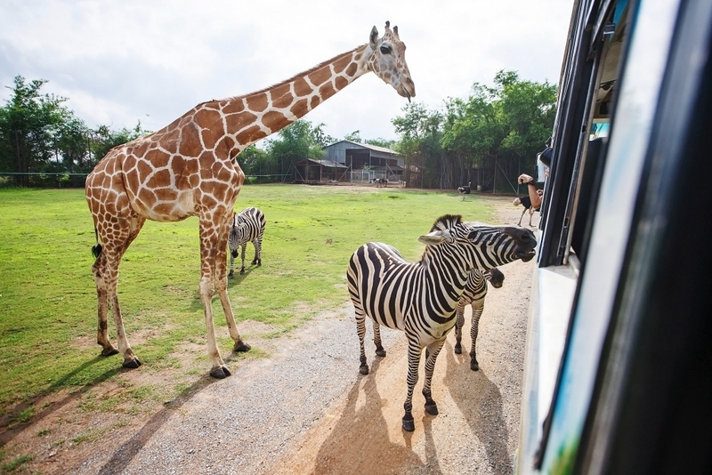 ซาฟารี ปาร์ค, ต้นจามจุรียักษ์, ทางรถไฟสายมรณะ, ที่พัก, ที่เที่ยว, ที่เที่ยวกาญจนบุรี, ที่เที่ยวกาญจนบุรี 2024, ที่เที่ยวกาญจนบุรี 2567, ที่เที่ยวกาญจนบุรี ธรรมชาติ, น้ำตกห้วยแม่ขมิ้น, น้ําตกเอราวัณ, วัดถ้ำเสือ กาญจนบุรี, สวนสัตว์เปิด ซาฟารี ปาร์ค แอนด์ แคมป์, สะพานข้ามแม่น้ำแคว, สะพานมอญ สังขละบุรี, เขาช้างเผือก, เขื่อนศรีนครินทร์, เที่ยวกาญจนบุรี, เที่ยวกาญจนบุรี 2024, เที่ยวกาญจนบุรี 2567, เที่ยวเมืองกาญ, top 30+ ที่เที่ยวกาญจนบุรี [กรกฎาคม 2024] สัมผัสธรรมชาติ ใกล้กรุงเทพฯ