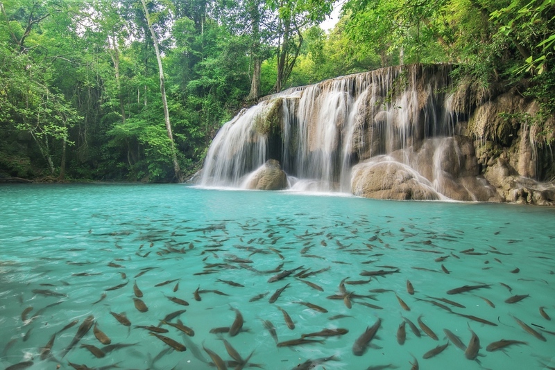 ซาฟารี ปาร์ค, ต้นจามจุรียักษ์, ทางรถไฟสายมรณะ, ที่พัก, ที่เที่ยว, ที่เที่ยวกาญจนบุรี, ที่เที่ยวกาญจนบุรี 2024, ที่เที่ยวกาญจนบุรี 2567, ที่เที่ยวกาญจนบุรี ธรรมชาติ, น้ำตกห้วยแม่ขมิ้น, น้ําตกเอราวัณ, วัดถ้ำเสือ กาญจนบุรี, สวนสัตว์เปิด ซาฟารี ปาร์ค แอนด์ แคมป์, สะพานข้ามแม่น้ำแคว, สะพานมอญ สังขละบุรี, เขาช้างเผือก, เขื่อนศรีนครินทร์, เที่ยวกาญจนบุรี, เที่ยวกาญจนบุรี 2024, เที่ยวกาญจนบุรี 2567, เที่ยวเมืองกาญ, top 30+ ที่เที่ยวกาญจนบุรี [กรกฎาคม 2024] สัมผัสธรรมชาติ ใกล้กรุงเทพฯ