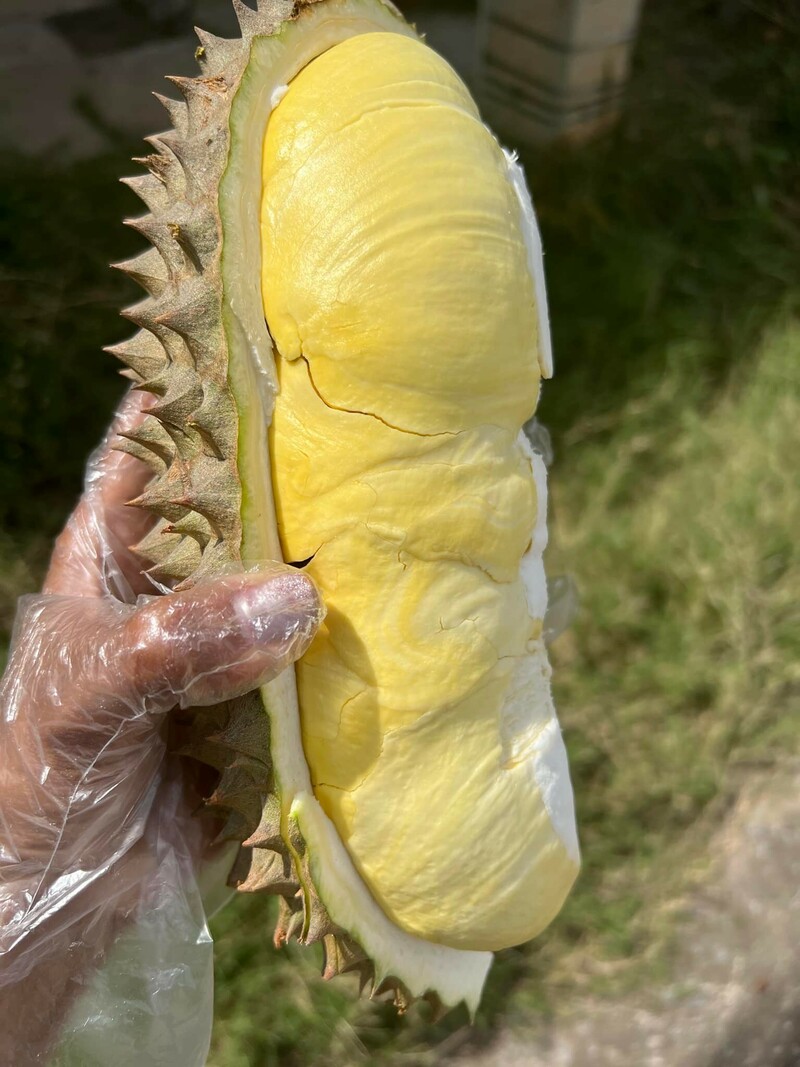 top 13+ ร้านทุเรียน delivery ราชาผลไม้อร่อยหวานมัน รสชาติดีเหมือนไปซื้อเองที่สวน!