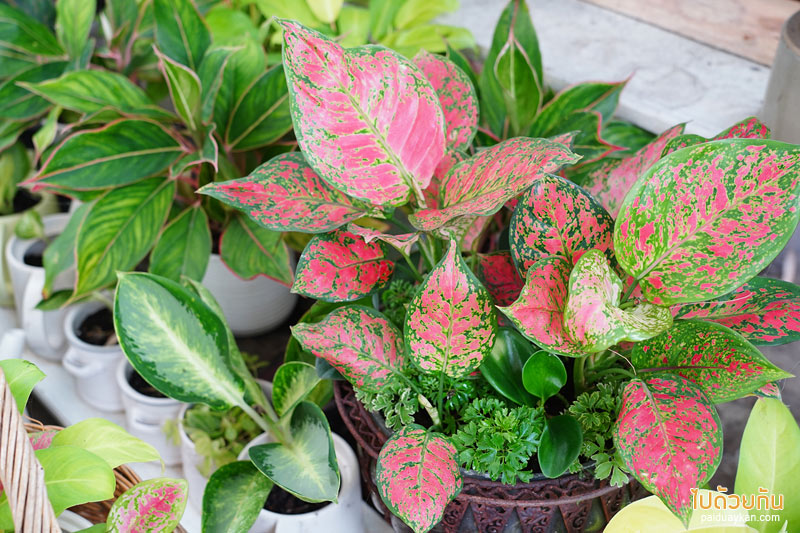 สายลม บางปู, คาเฟ่เซรามิค บางปู, สายลมบางปู เซรามิค, เที่ยวสมุทราปราการ, ร้านกาแฟสมุทราปราการ, สมุทรปราการ, สายลม บางปู คาเฟ่เซรามิค