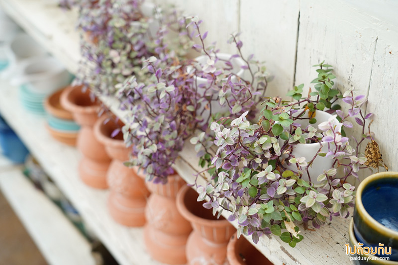 สายลม บางปู, คาเฟ่เซรามิค บางปู, สายลมบางปู เซรามิค, เที่ยวสมุทราปราการ, ร้านกาแฟสมุทราปราการ, สมุทรปราการ, สายลม บางปู คาเฟ่เซรามิค