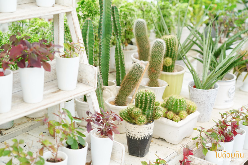 สายลม บางปู, คาเฟ่เซรามิค บางปู, สายลมบางปู เซรามิค, เที่ยวสมุทราปราการ, ร้านกาแฟสมุทราปราการ, สมุทรปราการ, สายลม บางปู คาเฟ่เซรามิค