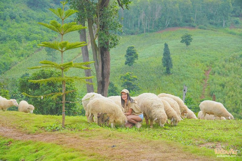สถานที่ท่องเที่ยวเพชรบูรณ์, เพชรบูรณ์, ที่เที่ยวเพชรบูรณ์, เขาค้อ, ที่เที่ยวเขาค้อ, สถานที่ท่องเที่ยวเขาค้อ, top 20+ ที่เที่ยวเขาค้อ สัมผัสธรรมชาติ สายหมอกสุดฟิน