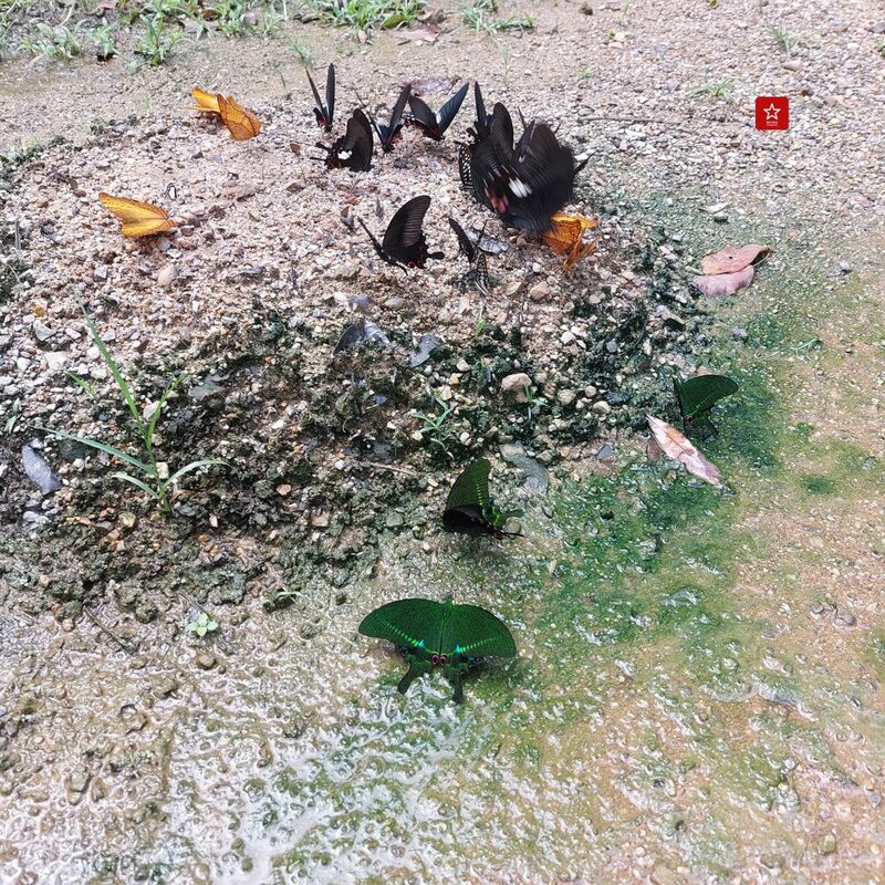 reviewchiangmai, ที่เที่ยวเชียงใหม่, รีวิวเชียงใหม่, วัดถ้ำเชียงดาว, เคียงดาว, เชียงดาว, เมืองคอง, แอ่วได้แอ่วดี, วัดถ้ำเชียงดาว เมืองคอง เชียงดาว ขี่ซุปเปอร์คัพขึ้นชมยอดดอยหลวงที่ เคียงดอย