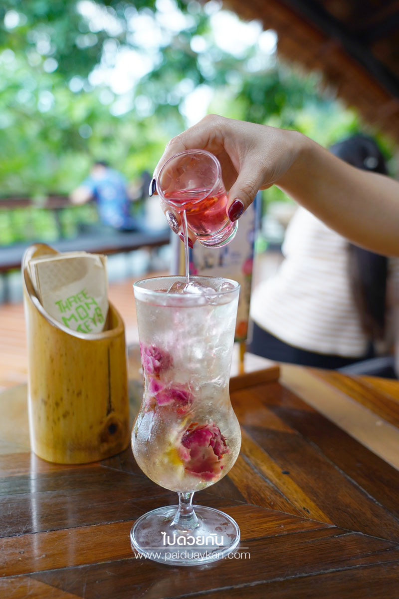 ภูเก็ต, เที่ยวภูเก็ต, tree monkeys ภูเก็ต, ร้านอาหารภูเก็ต, คาเฟ่ภูเก็ต, tree monkeys ภูเก็ต คาเฟ่ฮิบ ใจกลางป่า และธรรมชาติ