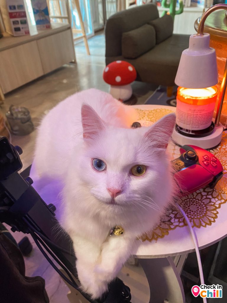 auntie's garden, auntie's garden cafe & restaurant, breadtory, cafe continue, continue cafe, curve caf&039;, gamble glamping, kanya cafe, kappu gamu cafe and game store, la miette, lamer cafe, lamer homecraft cafe, nitan cafe & garden, pumpkin art town, r house, ruedookarn cafe & cuisine, sunday in 345, the aileen cafe, three iconic, กัญญา คาเฟ่, คัปปุเกมมุ, คาเฟ่ ใกล้ฉัน, คาเฟ่ทะเลทราย, คาเฟ่ปทุม, คาเฟ่ปทุมธานี, คาเฟ่ปทุมธานี 2024, คาเฟ่ปทุมธานี 2567, คาเฟ่เปิดใหม่ ปทุมธานี, คาเฟ่ใกล้กรุงเทพ, คาเฟ่ใกล้ฉัน, ณ ปทุม คาเฟ่, ธรีไอคอนิค, นิทาน คาเฟ่, บ้าน ๑๐๐๐ ไม้, บ้านพันไม้ คาเฟ่, บ้านเชือก คาเฟ่, ยุ้ง ๗, ยุ้ง ๗ lifestyle & eatery, ร้านอาหารแกะกะบัว, ฤดูกาล คาเฟ่, ละเมอ คาเฟ่, ละเมียด คาเฟ่, แกะ กะ บัว, top 20+ คาเฟ่ปทุมธานี [กรกฎาคม 2024] บรรยากาศดี วิวสวย ถ่ายรูปปัง ไม่ไกลกรุงเทพ