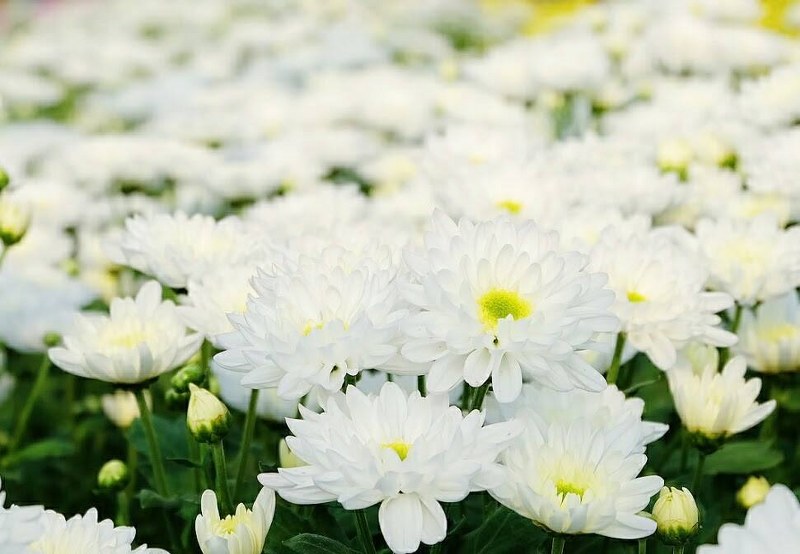 สระบุรี, top 14+ ที่เที่ยวสระบุรี 2567 จุดเช็คอินเปิดใหม่ เล่นน้ำตกสระบุรี ชมธรรมชาติ ที่เที่ยวเด็ก