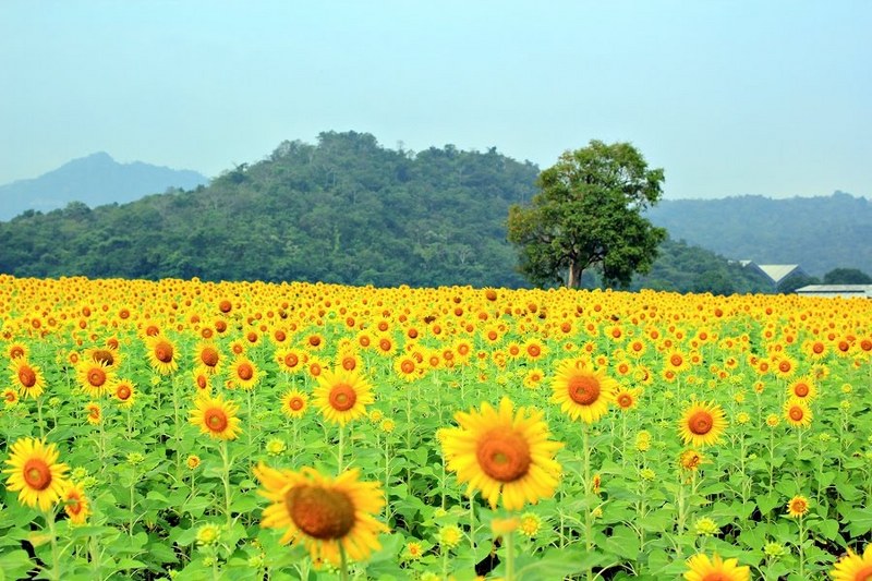 สระบุรี, top 14+ ที่เที่ยวสระบุรี 2567 จุดเช็คอินเปิดใหม่ เล่นน้ำตกสระบุรี ชมธรรมชาติ ที่เที่ยวเด็ก