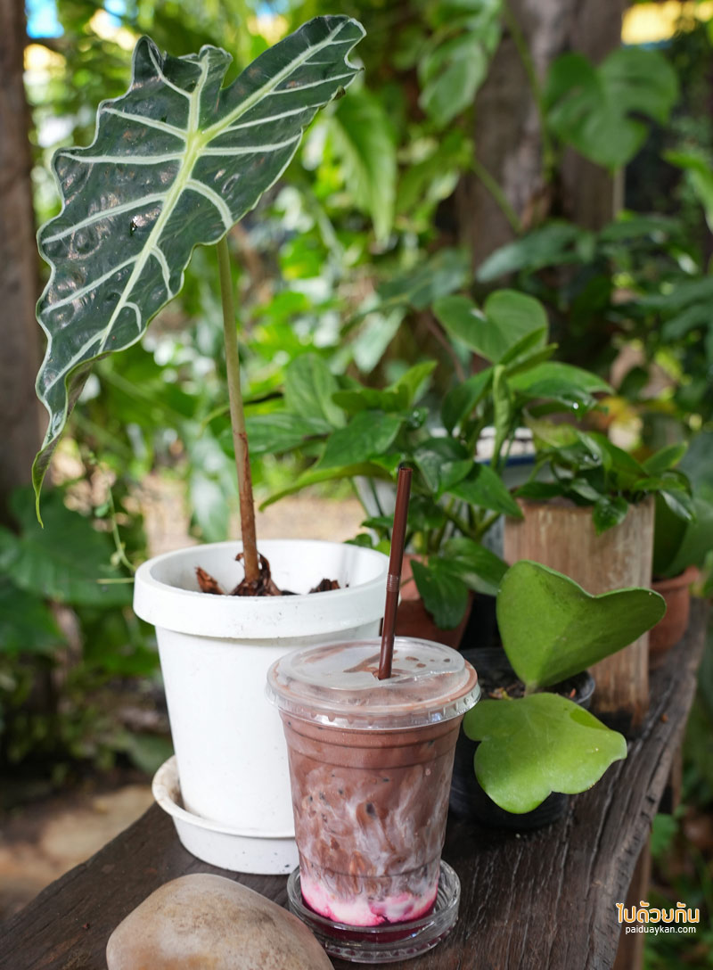 ทีเทสเต้ ขามเรียง, t taste khamriang, คาเฟ่มหาสารคาม, ร้านกาแฟมหาสารคาม, t’taste. khamriang อีกหนึ่งคาเฟ่บ้านไม้ ที่สายรักธรรมชาติต้องเลิฟ