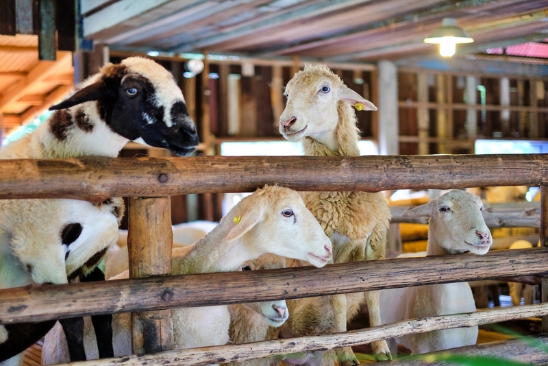 alpacahill, coro field, secret space, ตลาดน้ำดำเนินสะดวก, ถ้ำเขาบิน, ที่เที่ยว, ที่เที่ยวราชบุรี, ที่เที่ยวราชบุรี 2024, ที่เที่ยวราชบุรี 2567, ราชบุรี, วัดพระคริสตหฤทัย, วัดหนองหอย, วัดเพลง, วินเทจฟาร์ม, สถานที่ท่องเที่ยว, อัลปาก้าฮิลล์, อุทยานหินเขางู, เดอะซีนเนอรี่, เถ้าฮงไถ่, เที่ยวจังหวัดราชบุรี, เที่ยวราชบุรี, เที่ยวราชบุรี 2024, เที่ยวราชบุรี 2567, เที่ยวแม่น้ำแม่กลอง, เที่ยวใกล้กรุงเทพ, แก่งส้มแมว, โคโร่ ฟิลด์, top 30+ ที่เที่ยวราชบุรี [กรกฎาคม2024] เมืองน่าเที่ยว มนต์เสน่ห์แห่งลุ่มแม่น้ำแม่กลอง