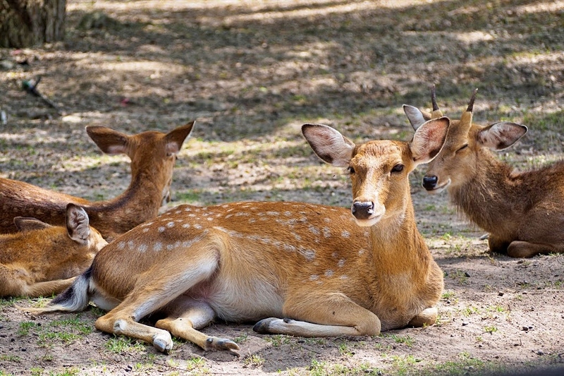 alpacahill, coro field, secret space, ตลาดน้ำดำเนินสะดวก, ถ้ำเขาบิน, ที่เที่ยว, ที่เที่ยวราชบุรี, ที่เที่ยวราชบุรี 2024, ที่เที่ยวราชบุรี 2567, ราชบุรี, วัดพระคริสตหฤทัย, วัดหนองหอย, วัดเพลง, วินเทจฟาร์ม, สถานที่ท่องเที่ยว, อัลปาก้าฮิลล์, อุทยานหินเขางู, เดอะซีนเนอรี่, เถ้าฮงไถ่, เที่ยวจังหวัดราชบุรี, เที่ยวราชบุรี, เที่ยวราชบุรี 2024, เที่ยวราชบุรี 2567, เที่ยวแม่น้ำแม่กลอง, เที่ยวใกล้กรุงเทพ, แก่งส้มแมว, โคโร่ ฟิลด์, top 30+ ที่เที่ยวราชบุรี [กรกฎาคม2024] เมืองน่าเที่ยว มนต์เสน่ห์แห่งลุ่มแม่น้ำแม่กลอง