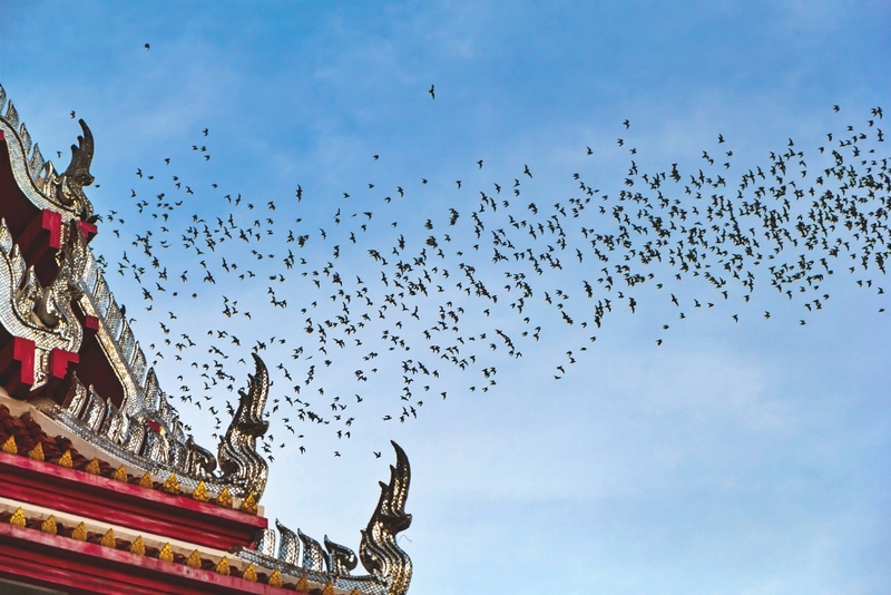 alpacahill, coro field, secret space, ตลาดน้ำดำเนินสะดวก, ถ้ำเขาบิน, ที่เที่ยว, ที่เที่ยวราชบุรี, ที่เที่ยวราชบุรี 2024, ที่เที่ยวราชบุรี 2567, ราชบุรี, วัดพระคริสตหฤทัย, วัดหนองหอย, วัดเพลง, วินเทจฟาร์ม, สถานที่ท่องเที่ยว, อัลปาก้าฮิลล์, อุทยานหินเขางู, เดอะซีนเนอรี่, เถ้าฮงไถ่, เที่ยวจังหวัดราชบุรี, เที่ยวราชบุรี, เที่ยวราชบุรี 2024, เที่ยวราชบุรี 2567, เที่ยวแม่น้ำแม่กลอง, เที่ยวใกล้กรุงเทพ, แก่งส้มแมว, โคโร่ ฟิลด์, top 30+ ที่เที่ยวราชบุรี [กรกฎาคม2024] เมืองน่าเที่ยว มนต์เสน่ห์แห่งลุ่มแม่น้ำแม่กลอง