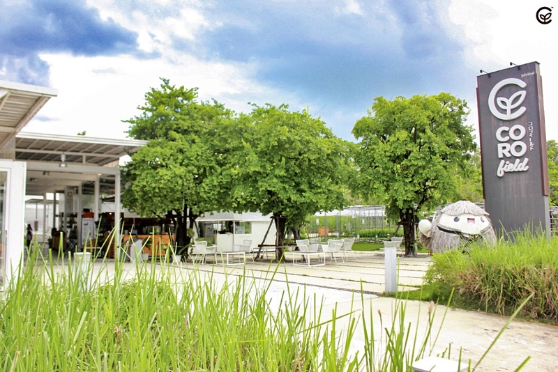 alpacahill, coro field, secret space, ตลาดน้ำดำเนินสะดวก, ถ้ำเขาบิน, ที่เที่ยว, ที่เที่ยวราชบุรี, ที่เที่ยวราชบุรี 2024, ที่เที่ยวราชบุรี 2567, ราชบุรี, วัดพระคริสตหฤทัย, วัดหนองหอย, วัดเพลง, วินเทจฟาร์ม, สถานที่ท่องเที่ยว, อัลปาก้าฮิลล์, อุทยานหินเขางู, เดอะซีนเนอรี่, เถ้าฮงไถ่, เที่ยวจังหวัดราชบุรี, เที่ยวราชบุรี, เที่ยวราชบุรี 2024, เที่ยวราชบุรี 2567, เที่ยวแม่น้ำแม่กลอง, เที่ยวใกล้กรุงเทพ, แก่งส้มแมว, โคโร่ ฟิลด์, top 30+ ที่เที่ยวราชบุรี [กรกฎาคม2024] เมืองน่าเที่ยว มนต์เสน่ห์แห่งลุ่มแม่น้ำแม่กลอง