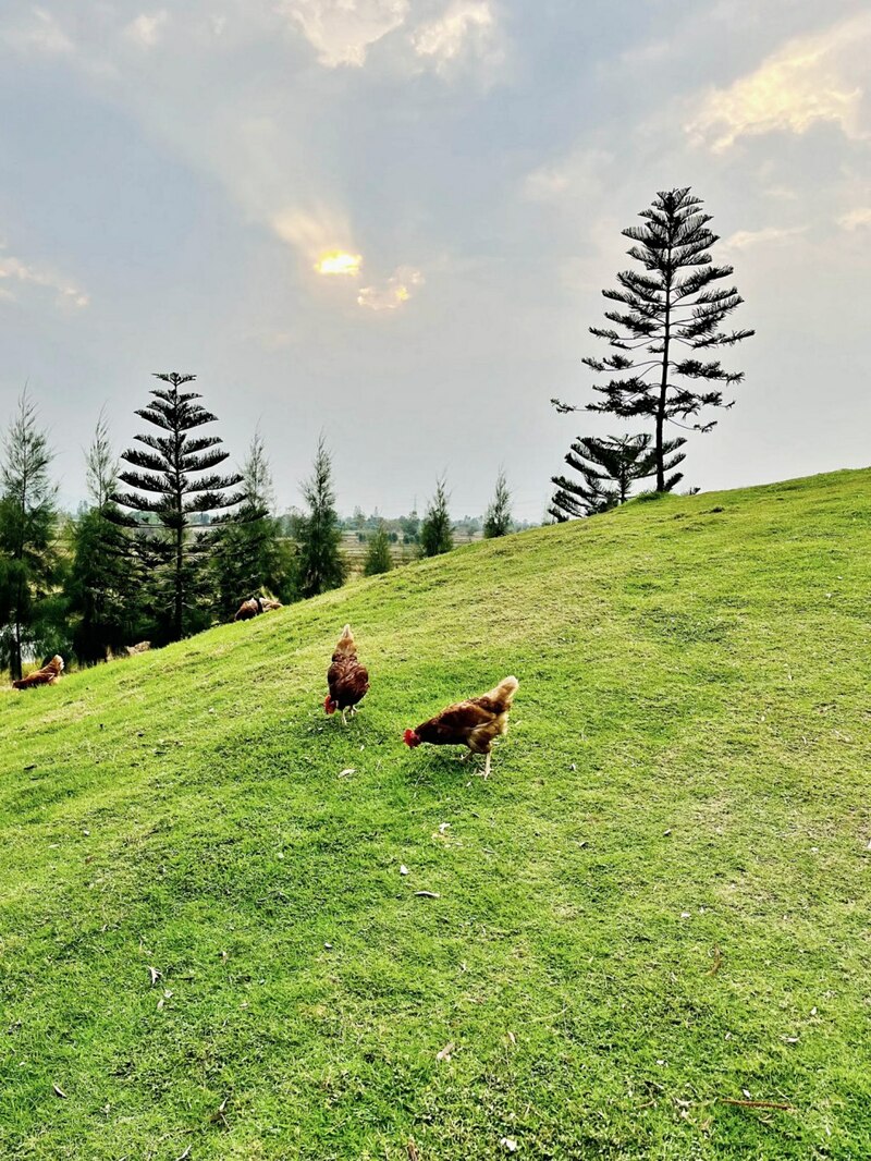 alpacahill, coro field, secret space, ตลาดน้ำดำเนินสะดวก, ถ้ำเขาบิน, ที่เที่ยว, ที่เที่ยวราชบุรี, ที่เที่ยวราชบุรี 2024, ที่เที่ยวราชบุรี 2567, ราชบุรี, วัดพระคริสตหฤทัย, วัดหนองหอย, วัดเพลง, วินเทจฟาร์ม, สถานที่ท่องเที่ยว, อัลปาก้าฮิลล์, อุทยานหินเขางู, เดอะซีนเนอรี่, เถ้าฮงไถ่, เที่ยวจังหวัดราชบุรี, เที่ยวราชบุรี, เที่ยวราชบุรี 2024, เที่ยวราชบุรี 2567, เที่ยวแม่น้ำแม่กลอง, เที่ยวใกล้กรุงเทพ, แก่งส้มแมว, โคโร่ ฟิลด์, top 30+ ที่เที่ยวราชบุรี [กรกฎาคม2024] เมืองน่าเที่ยว มนต์เสน่ห์แห่งลุ่มแม่น้ำแม่กลอง