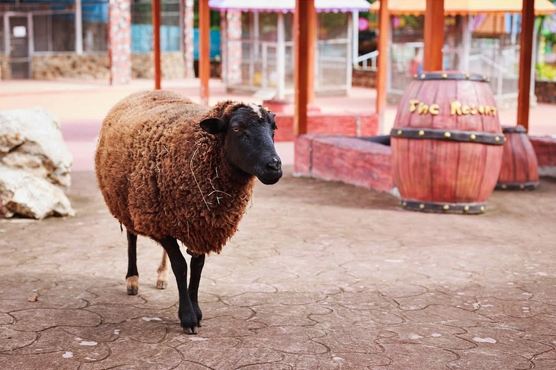 alpacahill, coro field, secret space, ตลาดน้ำดำเนินสะดวก, ถ้ำเขาบิน, ที่เที่ยว, ที่เที่ยวราชบุรี, ที่เที่ยวราชบุรี 2024, ที่เที่ยวราชบุรี 2567, ราชบุรี, วัดพระคริสตหฤทัย, วัดหนองหอย, วัดเพลง, วินเทจฟาร์ม, สถานที่ท่องเที่ยว, อัลปาก้าฮิลล์, อุทยานหินเขางู, เดอะซีนเนอรี่, เถ้าฮงไถ่, เที่ยวจังหวัดราชบุรี, เที่ยวราชบุรี, เที่ยวราชบุรี 2024, เที่ยวราชบุรี 2567, เที่ยวแม่น้ำแม่กลอง, เที่ยวใกล้กรุงเทพ, แก่งส้มแมว, โคโร่ ฟิลด์, top 30+ ที่เที่ยวราชบุรี [กรกฎาคม2024] เมืองน่าเที่ยว มนต์เสน่ห์แห่งลุ่มแม่น้ำแม่กลอง