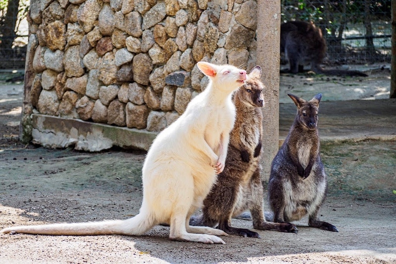 alpacahill, coro field, secret space, ตลาดน้ำดำเนินสะดวก, ถ้ำเขาบิน, ที่เที่ยว, ที่เที่ยวราชบุรี, ที่เที่ยวราชบุรี 2024, ที่เที่ยวราชบุรี 2567, ราชบุรี, วัดพระคริสตหฤทัย, วัดหนองหอย, วัดเพลง, วินเทจฟาร์ม, สถานที่ท่องเที่ยว, อัลปาก้าฮิลล์, อุทยานหินเขางู, เดอะซีนเนอรี่, เถ้าฮงไถ่, เที่ยวจังหวัดราชบุรี, เที่ยวราชบุรี, เที่ยวราชบุรี 2024, เที่ยวราชบุรี 2567, เที่ยวแม่น้ำแม่กลอง, เที่ยวใกล้กรุงเทพ, แก่งส้มแมว, โคโร่ ฟิลด์, top 30+ ที่เที่ยวราชบุรี [กรกฎาคม2024] เมืองน่าเที่ยว มนต์เสน่ห์แห่งลุ่มแม่น้ำแม่กลอง