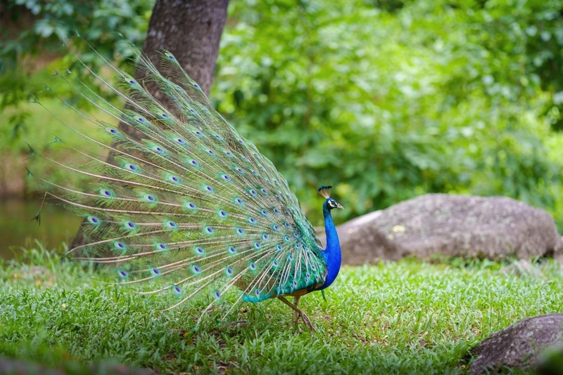 alpacahill, coro field, secret space, ตลาดน้ำดำเนินสะดวก, ถ้ำเขาบิน, ที่เที่ยว, ที่เที่ยวราชบุรี, ที่เที่ยวราชบุรี 2024, ที่เที่ยวราชบุรี 2567, ราชบุรี, วัดพระคริสตหฤทัย, วัดหนองหอย, วัดเพลง, วินเทจฟาร์ม, สถานที่ท่องเที่ยว, อัลปาก้าฮิลล์, อุทยานหินเขางู, เดอะซีนเนอรี่, เถ้าฮงไถ่, เที่ยวจังหวัดราชบุรี, เที่ยวราชบุรี, เที่ยวราชบุรี 2024, เที่ยวราชบุรี 2567, เที่ยวแม่น้ำแม่กลอง, เที่ยวใกล้กรุงเทพ, แก่งส้มแมว, โคโร่ ฟิลด์, top 30+ ที่เที่ยวราชบุรี [กรกฎาคม2024] เมืองน่าเที่ยว มนต์เสน่ห์แห่งลุ่มแม่น้ำแม่กลอง