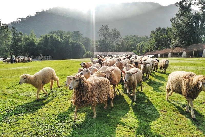 alpacahill, coro field, secret space, ตลาดน้ำดำเนินสะดวก, ถ้ำเขาบิน, ที่เที่ยว, ที่เที่ยวราชบุรี, ที่เที่ยวราชบุรี 2024, ที่เที่ยวราชบุรี 2567, ราชบุรี, วัดพระคริสตหฤทัย, วัดหนองหอย, วัดเพลง, วินเทจฟาร์ม, สถานที่ท่องเที่ยว, อัลปาก้าฮิลล์, อุทยานหินเขางู, เดอะซีนเนอรี่, เถ้าฮงไถ่, เที่ยวจังหวัดราชบุรี, เที่ยวราชบุรี, เที่ยวราชบุรี 2024, เที่ยวราชบุรี 2567, เที่ยวแม่น้ำแม่กลอง, เที่ยวใกล้กรุงเทพ, แก่งส้มแมว, โคโร่ ฟิลด์, top 30+ ที่เที่ยวราชบุรี [กรกฎาคม2024] เมืองน่าเที่ยว มนต์เสน่ห์แห่งลุ่มแม่น้ำแม่กลอง