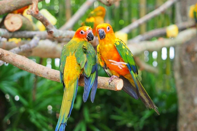 alpacahill, coro field, secret space, ตลาดน้ำดำเนินสะดวก, ถ้ำเขาบิน, ที่เที่ยว, ที่เที่ยวราชบุรี, ที่เที่ยวราชบุรี 2024, ที่เที่ยวราชบุรี 2567, ราชบุรี, วัดพระคริสตหฤทัย, วัดหนองหอย, วัดเพลง, วินเทจฟาร์ม, สถานที่ท่องเที่ยว, อัลปาก้าฮิลล์, อุทยานหินเขางู, เดอะซีนเนอรี่, เถ้าฮงไถ่, เที่ยวจังหวัดราชบุรี, เที่ยวราชบุรี, เที่ยวราชบุรี 2024, เที่ยวราชบุรี 2567, เที่ยวแม่น้ำแม่กลอง, เที่ยวใกล้กรุงเทพ, แก่งส้มแมว, โคโร่ ฟิลด์, top 30+ ที่เที่ยวราชบุรี [กรกฎาคม2024] เมืองน่าเที่ยว มนต์เสน่ห์แห่งลุ่มแม่น้ำแม่กลอง