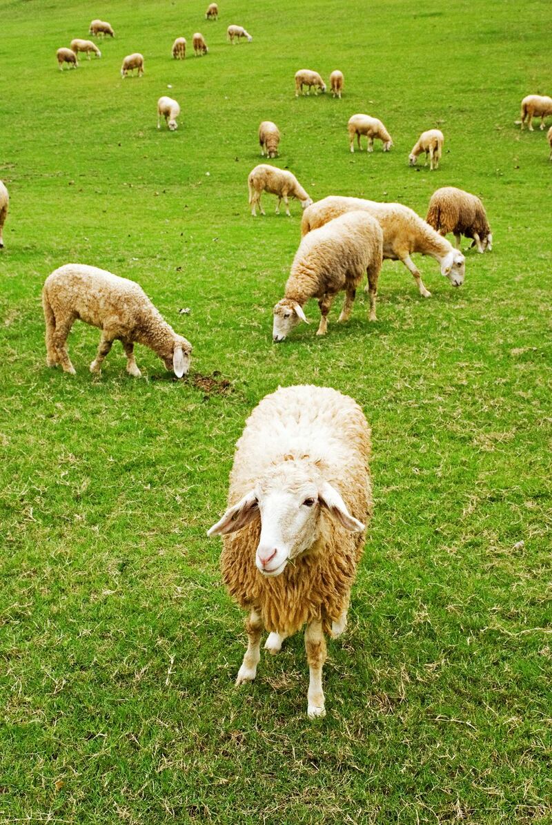 alpacahill, coro field, secret space, ตลาดน้ำดำเนินสะดวก, ถ้ำเขาบิน, ที่เที่ยว, ที่เที่ยวราชบุรี, ที่เที่ยวราชบุรี 2024, ที่เที่ยวราชบุรี 2567, ราชบุรี, วัดพระคริสตหฤทัย, วัดหนองหอย, วัดเพลง, วินเทจฟาร์ม, สถานที่ท่องเที่ยว, อัลปาก้าฮิลล์, อุทยานหินเขางู, เดอะซีนเนอรี่, เถ้าฮงไถ่, เที่ยวจังหวัดราชบุรี, เที่ยวราชบุรี, เที่ยวราชบุรี 2024, เที่ยวราชบุรี 2567, เที่ยวแม่น้ำแม่กลอง, เที่ยวใกล้กรุงเทพ, แก่งส้มแมว, โคโร่ ฟิลด์, top 30+ ที่เที่ยวราชบุรี [กรกฎาคม2024] เมืองน่าเที่ยว มนต์เสน่ห์แห่งลุ่มแม่น้ำแม่กลอง