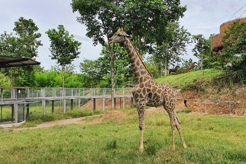 alpacahill, coro field, secret space, ตลาดน้ำดำเนินสะดวก, ถ้ำเขาบิน, ที่เที่ยว, ที่เที่ยวราชบุรี, ที่เที่ยวราชบุรี 2024, ที่เที่ยวราชบุรี 2567, ราชบุรี, วัดพระคริสตหฤทัย, วัดหนองหอย, วัดเพลง, วินเทจฟาร์ม, สถานที่ท่องเที่ยว, อัลปาก้าฮิลล์, อุทยานหินเขางู, เดอะซีนเนอรี่, เถ้าฮงไถ่, เที่ยวจังหวัดราชบุรี, เที่ยวราชบุรี, เที่ยวราชบุรี 2024, เที่ยวราชบุรี 2567, เที่ยวแม่น้ำแม่กลอง, เที่ยวใกล้กรุงเทพ, แก่งส้มแมว, โคโร่ ฟิลด์, top 30+ ที่เที่ยวราชบุรี [กรกฎาคม2024] เมืองน่าเที่ยว มนต์เสน่ห์แห่งลุ่มแม่น้ำแม่กลอง