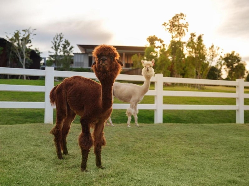 top 10+ ที่พักเขาใหญ่แบบครอบครัว 2567 มีกิจกรรม ใกล้ชิดธรรมชาติ ฟีลเมืองนอก