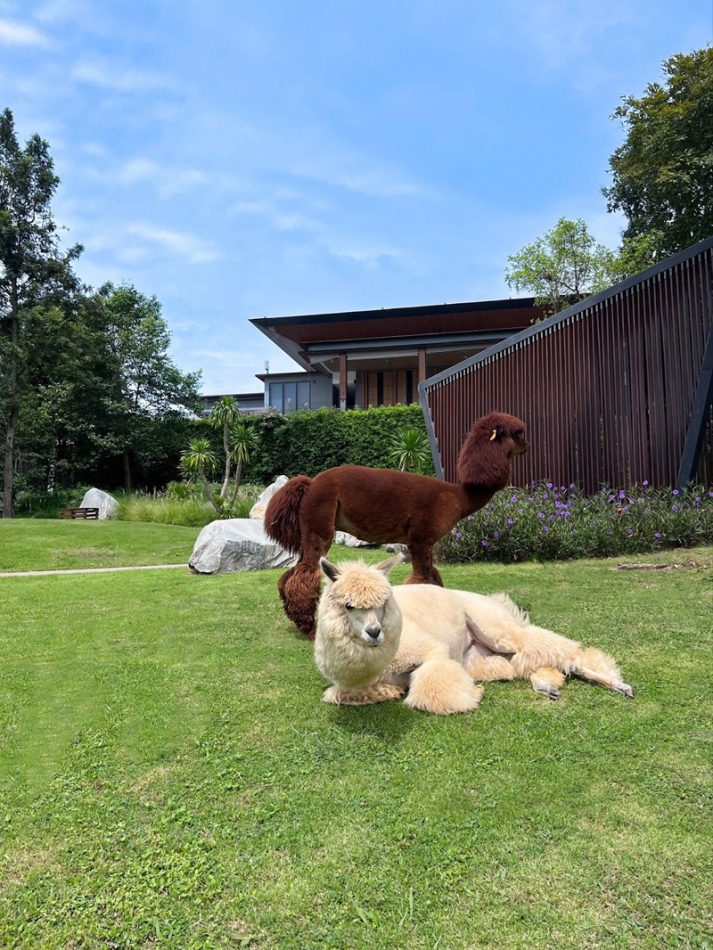 top 22+ ที่พักเขาใหญ่ 2567 ที่พักวิวสวยบรรยากาศดี ใกล้ชิดธรรมชาติ