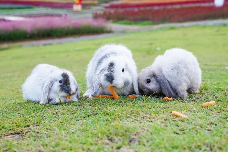 baan zaka cafe, daydreaming cafe, khaam khaoyai, like a mountain, pirom cafe, rosebay home cooking café, tara cafe, the birder’s lodge cafe, the birder’s lodge café & grill, the creek, the creek khao yai, trot cafe khaoyai, yellow submarine coffee tank, ขาม เขาใหญ่, คาเฟ่ปากช่อง, คาเฟ่เขาใหญ่, คาเฟ่เขาใหญ่ 2024, คาเฟ่เขาใหญ่ 2567, คาเฟ่เขาใหญ่สวย ๆ, ทร็อต คาเฟ่ เขาใหญ่, ทาราคาเฟ่, ธารา คาเฟ่ เขาใหญ่, บ้านซาก้า ปากช่อง, บ้านซาก้า เขาใหญ่, บ้านนอก คาเฟ่, บ้านนอกคอกนา, บ้านนอกคอกนา เขาใหญ่, ภิรมณ์ คาเฟ่, เดย์ดรีมมิ่ง เขาใหญ่, เดอะครีก ปากช่อง, เดอะครีก เขาใหญ่, เอล คาเฟ่ เขาใหญ่, top 20+ คาเฟ่ เขาใหญ่-ปากช่อง [กรกฎาคม 2024] น่านั่ง บรรยากาศดี ถ่ายรูปสวย