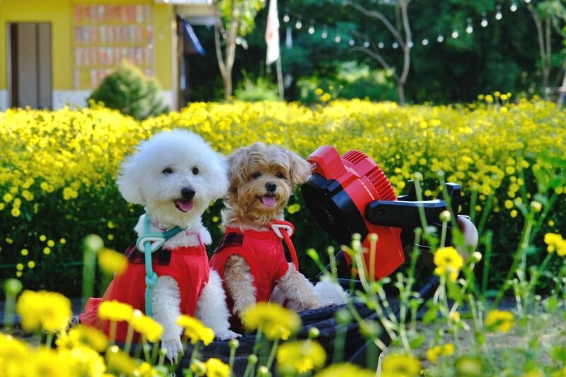 baan zaka cafe, daydreaming cafe, khaam khaoyai, like a mountain, pirom cafe, rosebay home cooking café, tara cafe, the birder’s lodge cafe, the birder’s lodge café & grill, the creek, the creek khao yai, trot cafe khaoyai, yellow submarine coffee tank, ขาม เขาใหญ่, คาเฟ่ปากช่อง, คาเฟ่เขาใหญ่, คาเฟ่เขาใหญ่ 2024, คาเฟ่เขาใหญ่ 2567, คาเฟ่เขาใหญ่สวย ๆ, ทร็อต คาเฟ่ เขาใหญ่, ทาราคาเฟ่, ธารา คาเฟ่ เขาใหญ่, บ้านซาก้า ปากช่อง, บ้านซาก้า เขาใหญ่, บ้านนอก คาเฟ่, บ้านนอกคอกนา, บ้านนอกคอกนา เขาใหญ่, ภิรมณ์ คาเฟ่, เดย์ดรีมมิ่ง เขาใหญ่, เดอะครีก ปากช่อง, เดอะครีก เขาใหญ่, เอล คาเฟ่ เขาใหญ่, top 20+ คาเฟ่ เขาใหญ่-ปากช่อง [กรกฎาคม 2024] น่านั่ง บรรยากาศดี ถ่ายรูปสวย