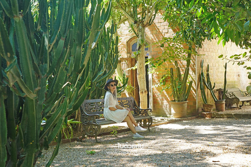 ม่อนแจ่ม, ร้านกาแฟม่อนแจ่ม, คาเฟ่ม่อนแจ่ม, thongma studio, คาเฟ่แม่ริม, thongma studio คาเฟ่ฮิปกลางป่า ย่านแม่ริม