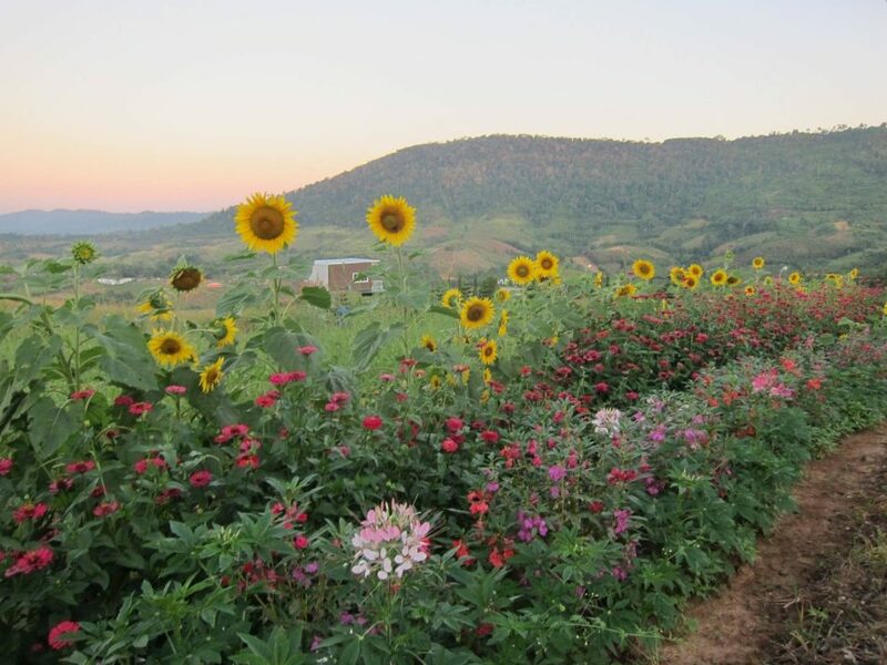 top 6+ จุดกางเต็นท์เขาค้อ 2567 เพชรบูรณ์ ชมวิวทะเลหมอกสวยๆ