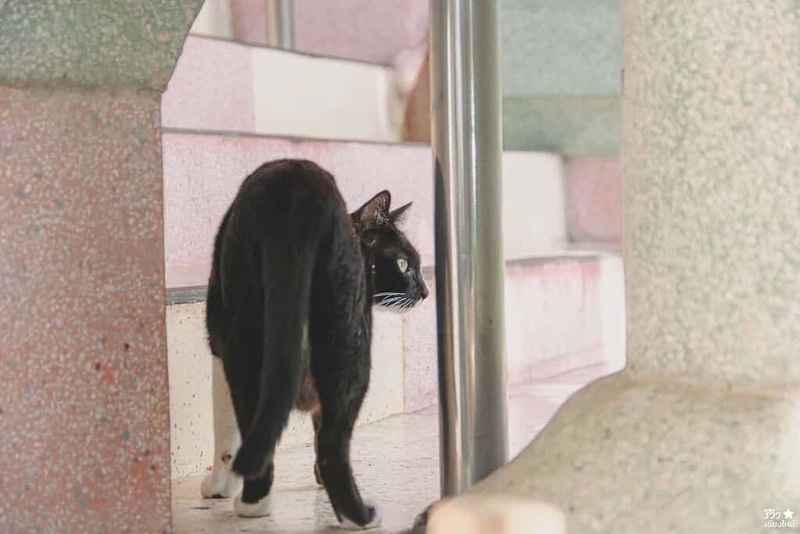 republic coffee, กาแฟรถส้ม, กาแฟเชียงใหม่, กาแฟในวัด, คาเฟ่มินิมอลเชียงใหม่, วัดศรีเกิด, เที่ยวคาเฟ่เชียงใหม่, republic coffee กาแฟรถส้มสุดชิค ในวัดศรีเกิด แวะจิบกาแฟแบบสโลว์ไลฟ์