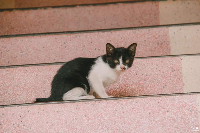 republic coffee, กาแฟรถส้ม, กาแฟเชียงใหม่, กาแฟในวัด, คาเฟ่มินิมอลเชียงใหม่, วัดศรีเกิด, เที่ยวคาเฟ่เชียงใหม่, republic coffee กาแฟรถส้มสุดชิค ในวัดศรีเกิด แวะจิบกาแฟแบบสโลว์ไลฟ์