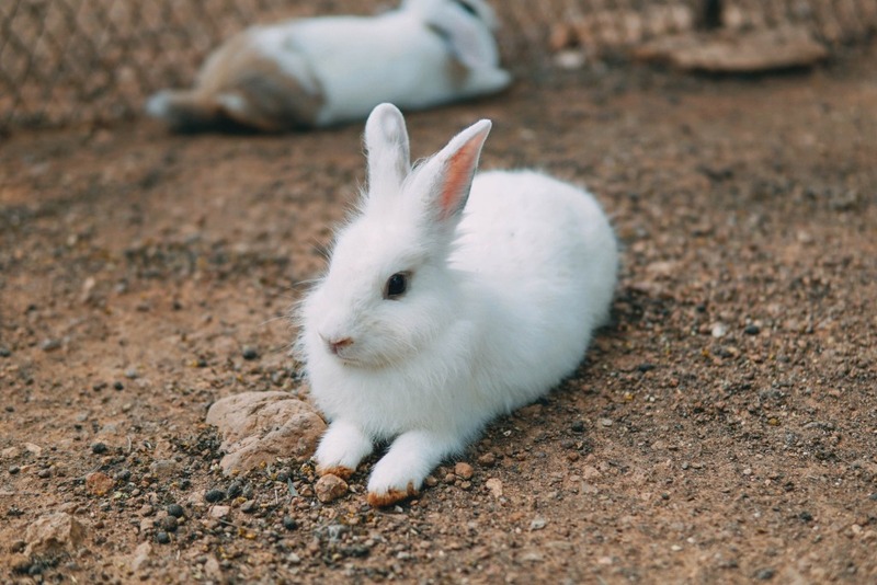 saint tropez beach resort hotel, seashell village resort, จันทบุรี, ชานบุรี บูทิก, ชานบุรี บูทิก รีสอร์ต, ชาเทรียม กอล์ฟ, ซีเชลล์ วิลเลจ, ซีเชลล์ วิลเลจ รีสอร์ท, ซีโคโค่รีสอร์ท, ดี วารี ดีวา, ที่พัก หาดเจ้าหลาว, ที่พักจันทบุรี, ที่พักจันทบุรี 2023, ที่พักจันทบุรี 2566, ที่พักจันทบุรี 2567, ที่พักจันทบุรี ติดทะเล, ที่พักจันทบุรี ติดหาด, ที่พักจันทบุรี เจ้าหลาว, ที่พักจันทบุรี ในเมือง, ที่พักจันทบุรีคติดทะเล, ที่พักจันทบุรีติดทะเล เล่นน้ำได้, ที่พักเมืองรอง, บ้านหลวงราชไมตรี, บ้านอิ่มสุข รีสอร์ท, ปูนปั้นโพสเทล, ผึ้งหลวง ริเวอร์ไซด์ โฮเต็ล, มณีจันท์ รีสอร์ท, มัลดีฟส์ บีช, รังสิยา บูติก โฮเทล, รังสิยา บูทิก โฮเต็ล, รีสอร์ท จันทบุรี, วิลลาพระจันทร์, เจ้าหลาว คาบาน่า รีสอร์ท, เชิญจันท์ โฮสเทล, เซนส์ โทรเปซ บีช รีสอร์ท โฮเทล, เดอะพีค จันทบุรี, เบดกัสซั่ม โฮสเทล, เป๊กกี้ โคฟ รีสอร์ท, แซนด์ ดูนส์ เจ้าหลาว, แรบบิซ ฮิลล์, โรงแรม จันทบุรี, โรงแรม รีเวอร์ราวรรณ, top 30+ ที่พัก จันทบุรี วิวสวย [กรกฎาคม 2024] ที่พักโดน ๆ สุดชิลล์